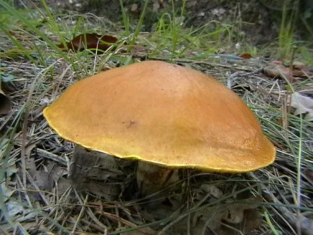 Klouzek modřínový